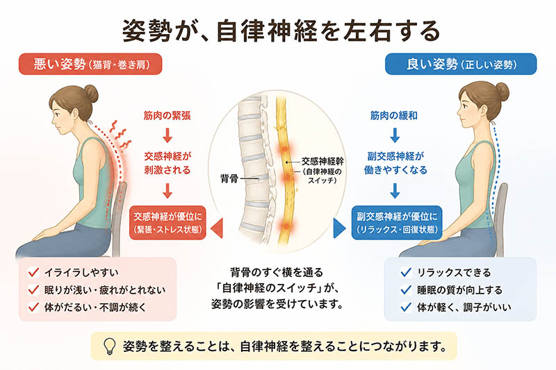 「だるい・イライラ」の原因は猫背かも？姿勢と自律神経の深い関係とリセット法
